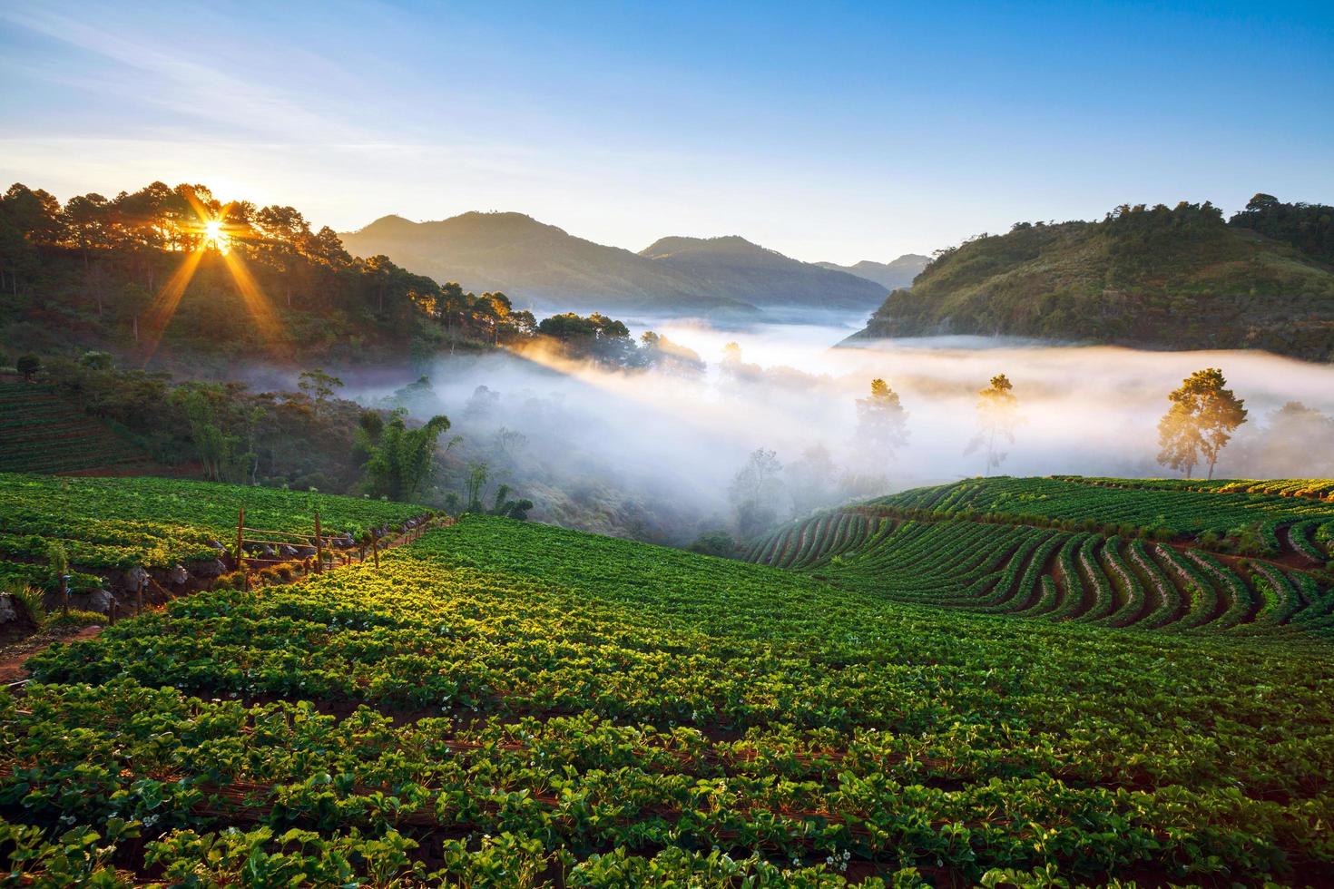 amanecer brumoso en el jardín de fresas en la montaña doi ang khang, chiangmai foto