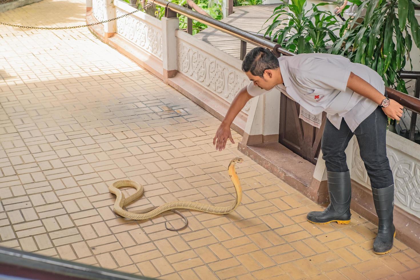 bangkok.tailandia- 7 de octubre de 2017.espectáculo de serpientes en tailandia granja de serpientes ciudad de bangkok tailandia foto