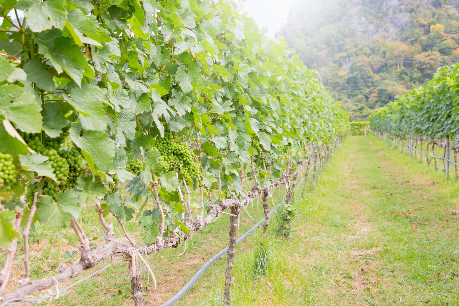 grape orchard in summer photo