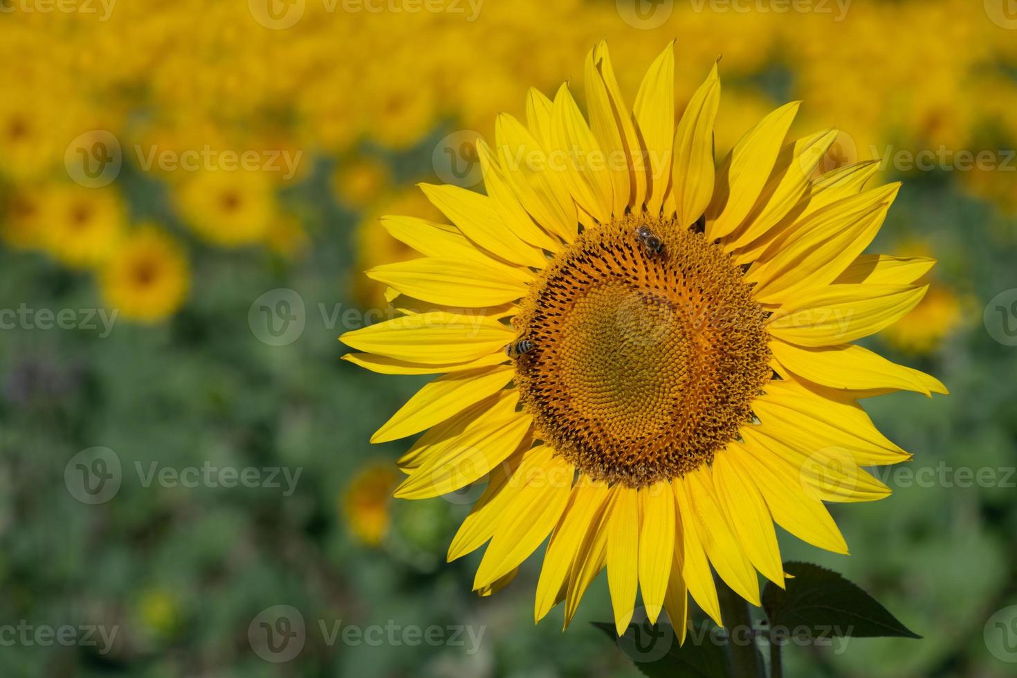 Close-up of a yellow and bright sunflower in the field. There are bees on the flower. Lots of sunflowers in the background. photo