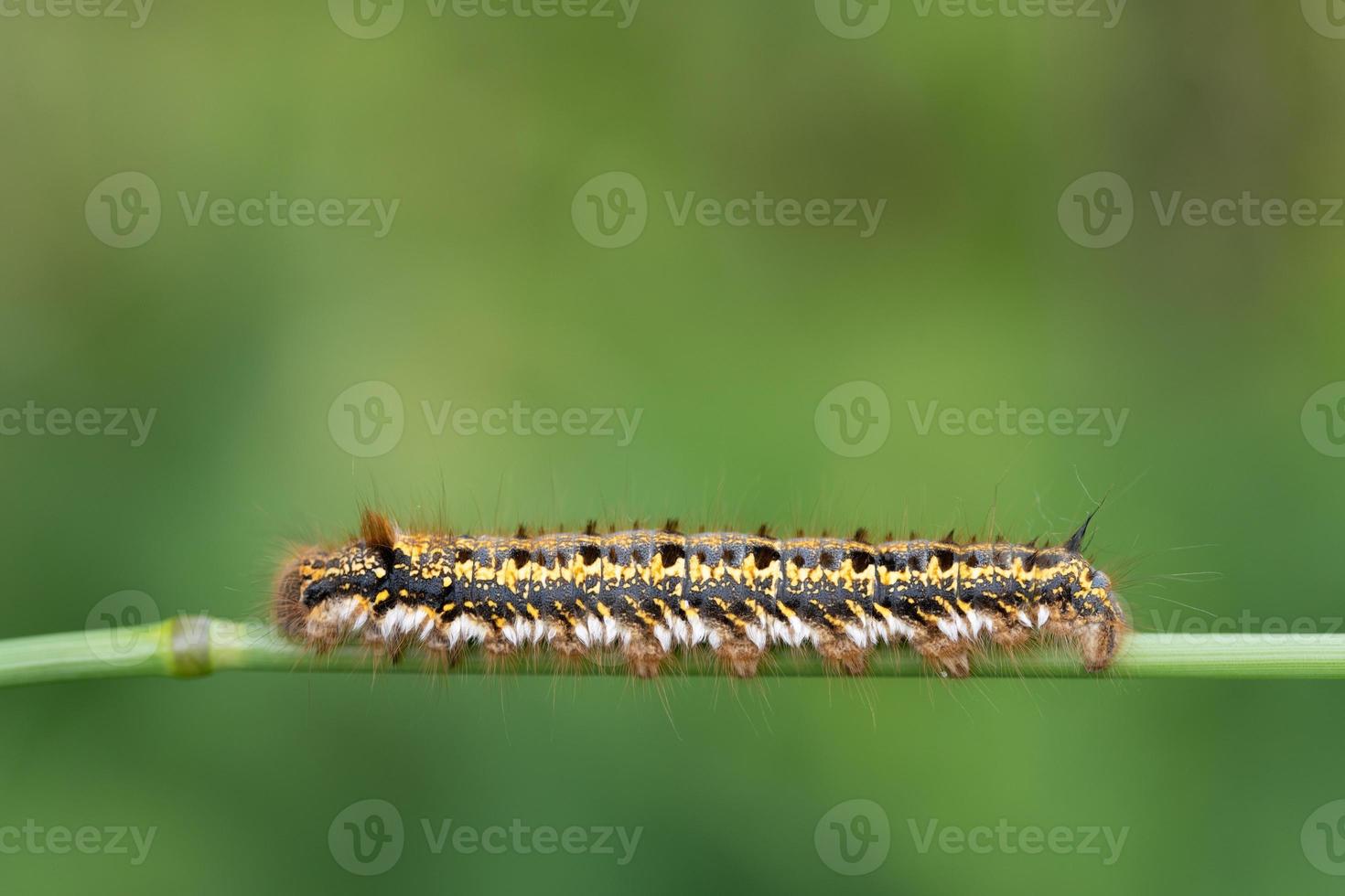 Close-up of a moth caterpillar climbing on a blade of grass against a green background. There is space for text at the top photo