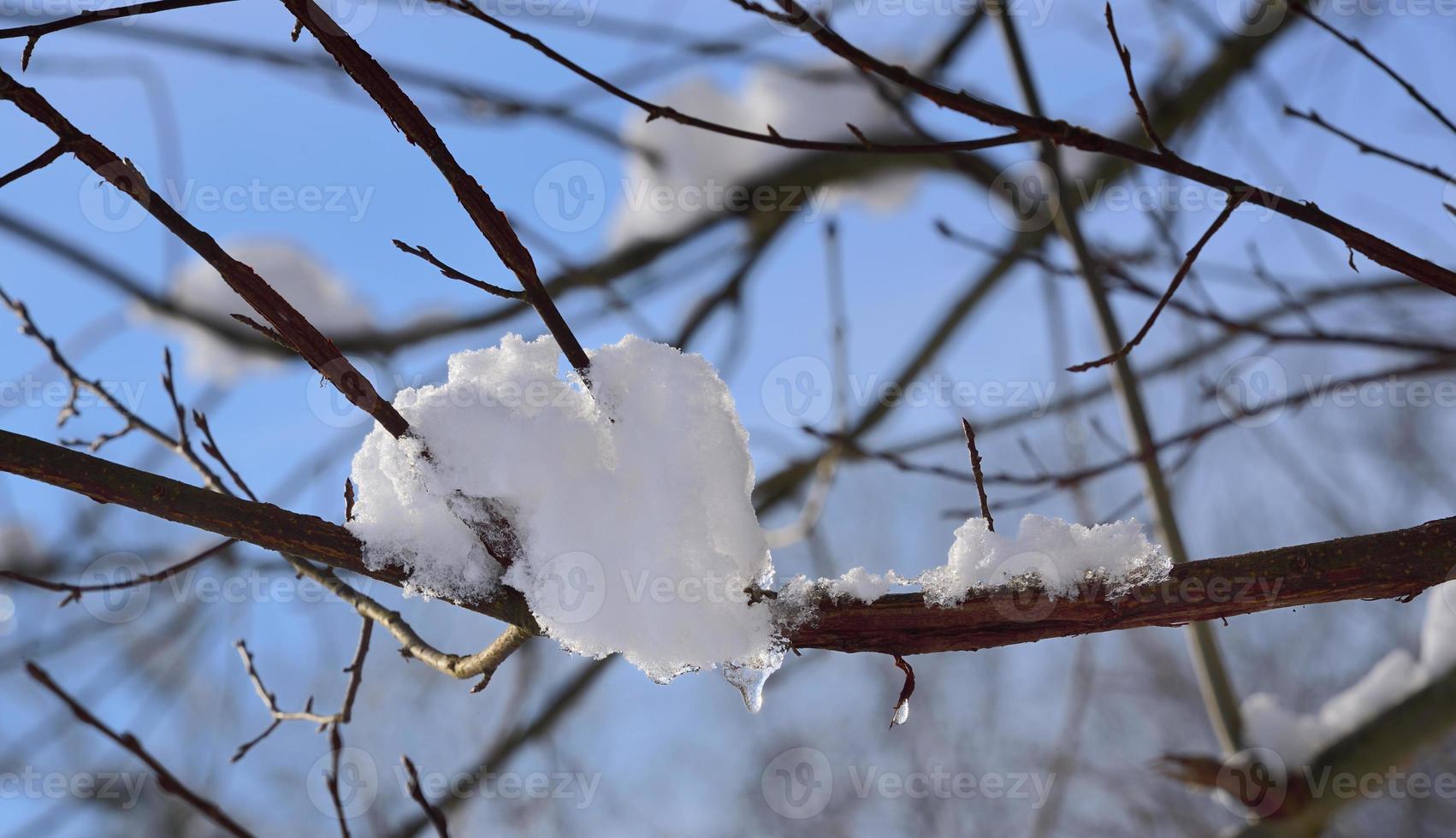 Snow hangs on bare branches and partly thaws against a blue sky photo
