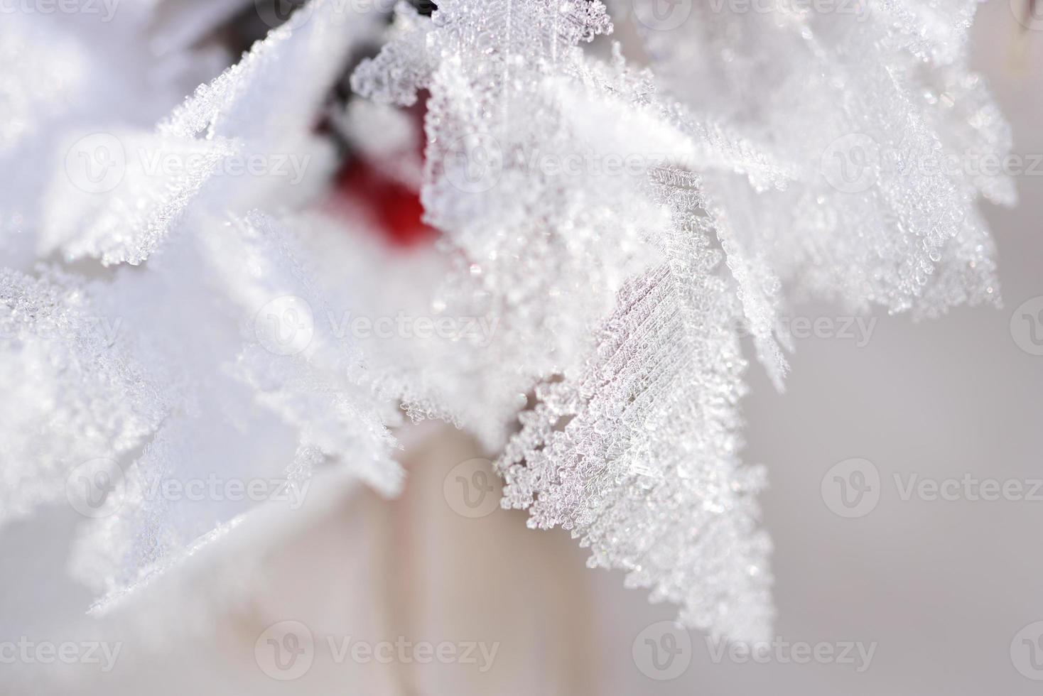 primer plano de delicados cristales de hielo de invierno que crecen sobre una planta foto