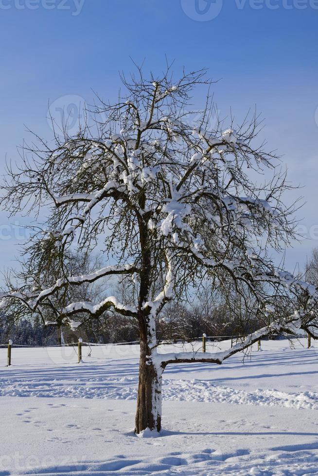 In winter, a bare deciduous tree stands in the snow against a blue sky in vertical format photo
