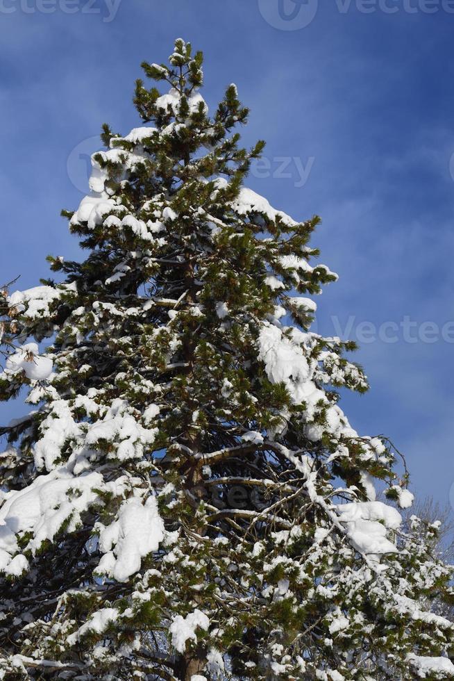 A green conifer stands in the snow and is covered with snow photo