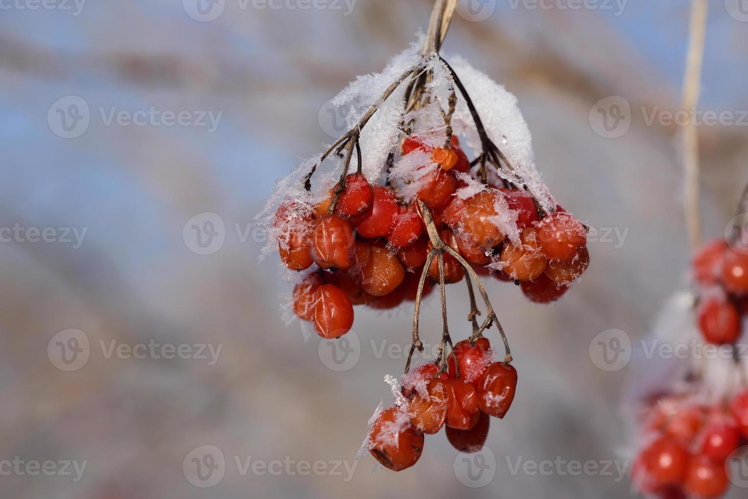 Close up of red rowan berries in winter covered with frost, in the cold photo
