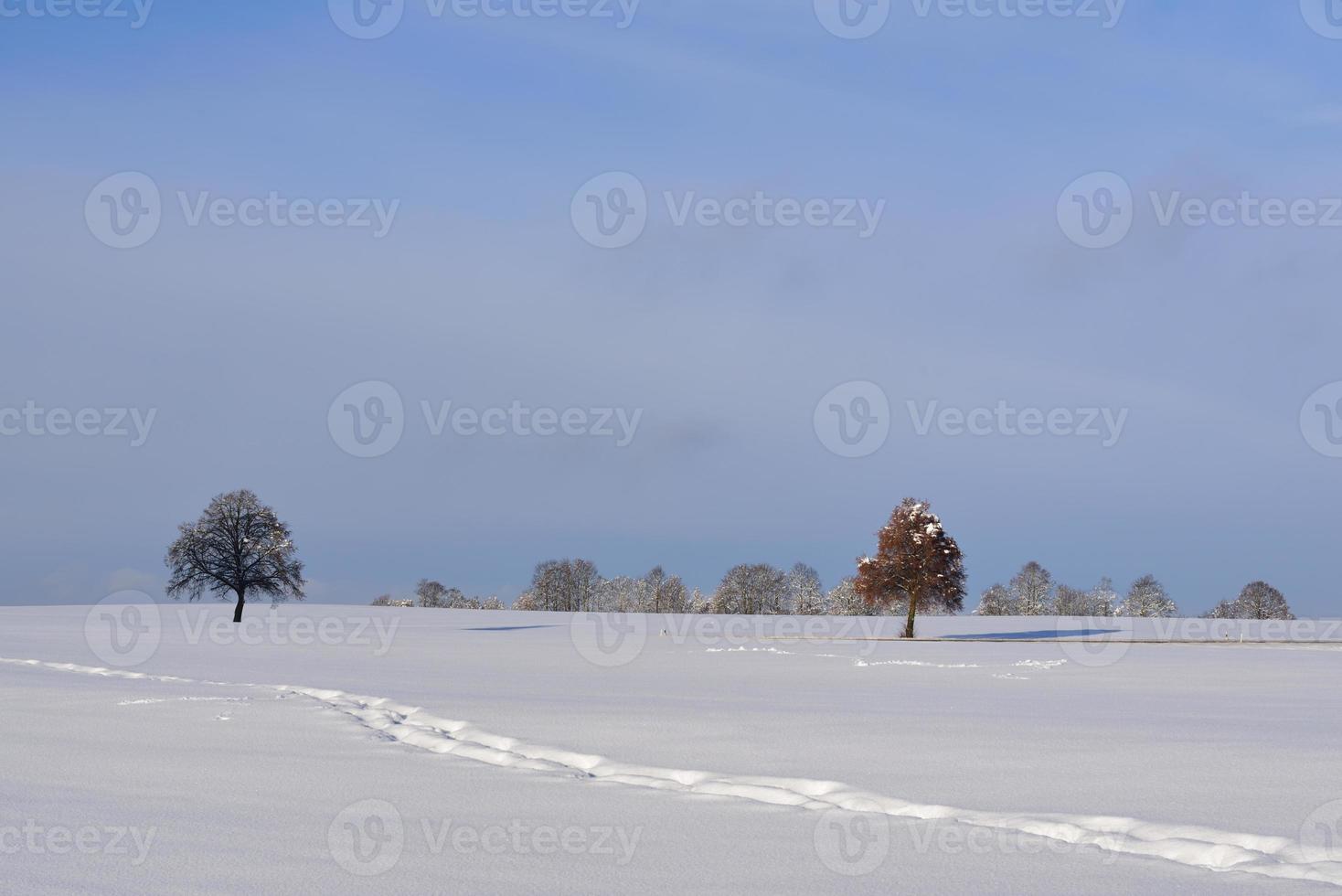 Winter landscape with fresh snow, through which there is a footprint, in front of bare trees and a blue sky in the background, in Bavaria photo