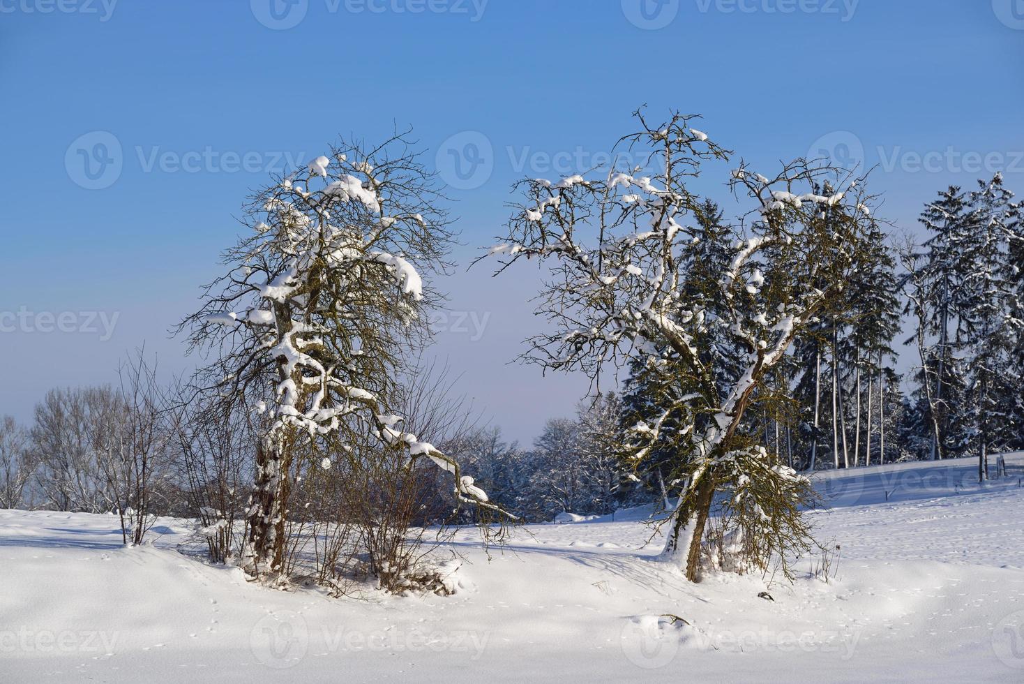 Winter landscape with fresh snow and a bare fruit tree in the foreground, which is also covered with snow, against a blue sky photo