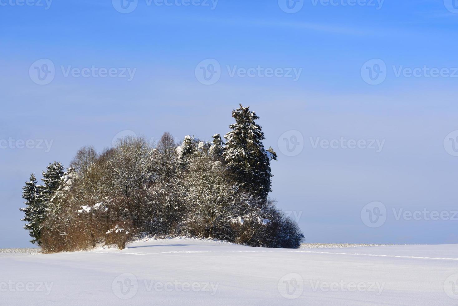 In winter, snow-covered trees stand in a white snow landscape against a blue sky photo
