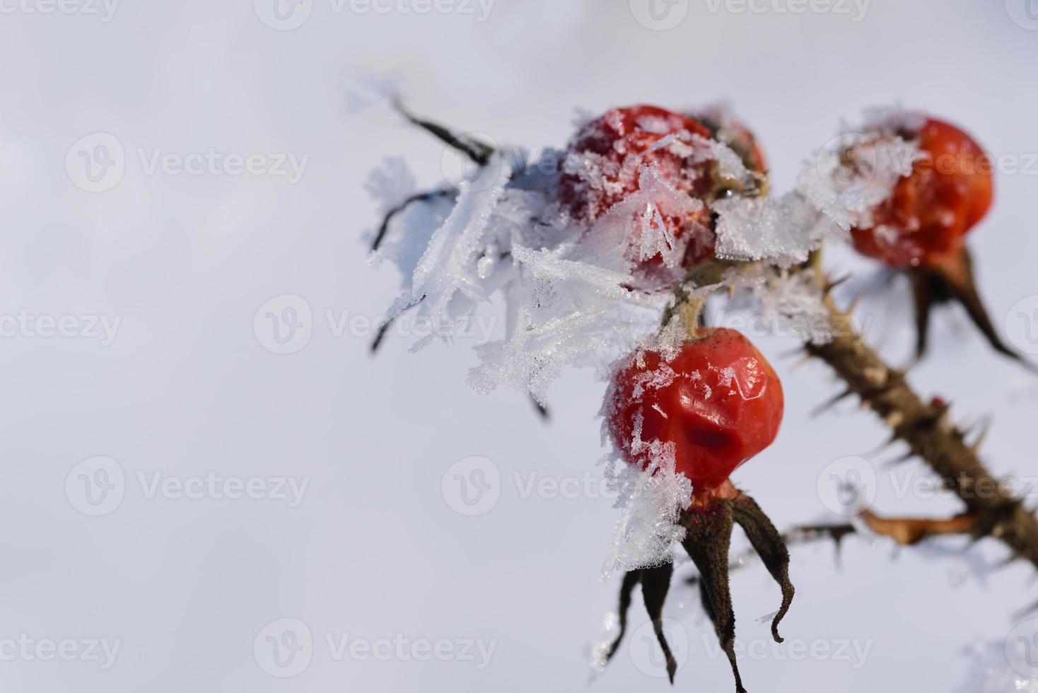A frozen rose hip in winter is covered with ice crystals, against a white background photo