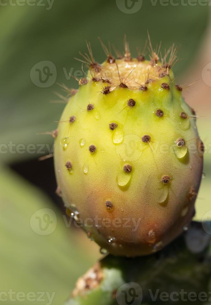 Portrait close-up of a ripe prickly pear fruit, with spikes and drops of water on it, growing outdoors photo