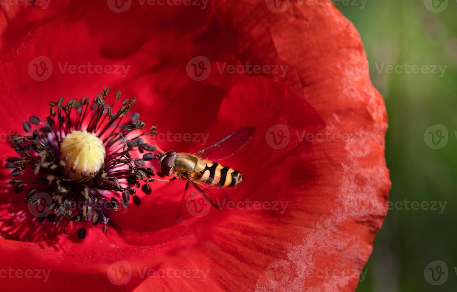 Close-up of a small hoverfly foraging on the pollen of a red poppy flower. photo