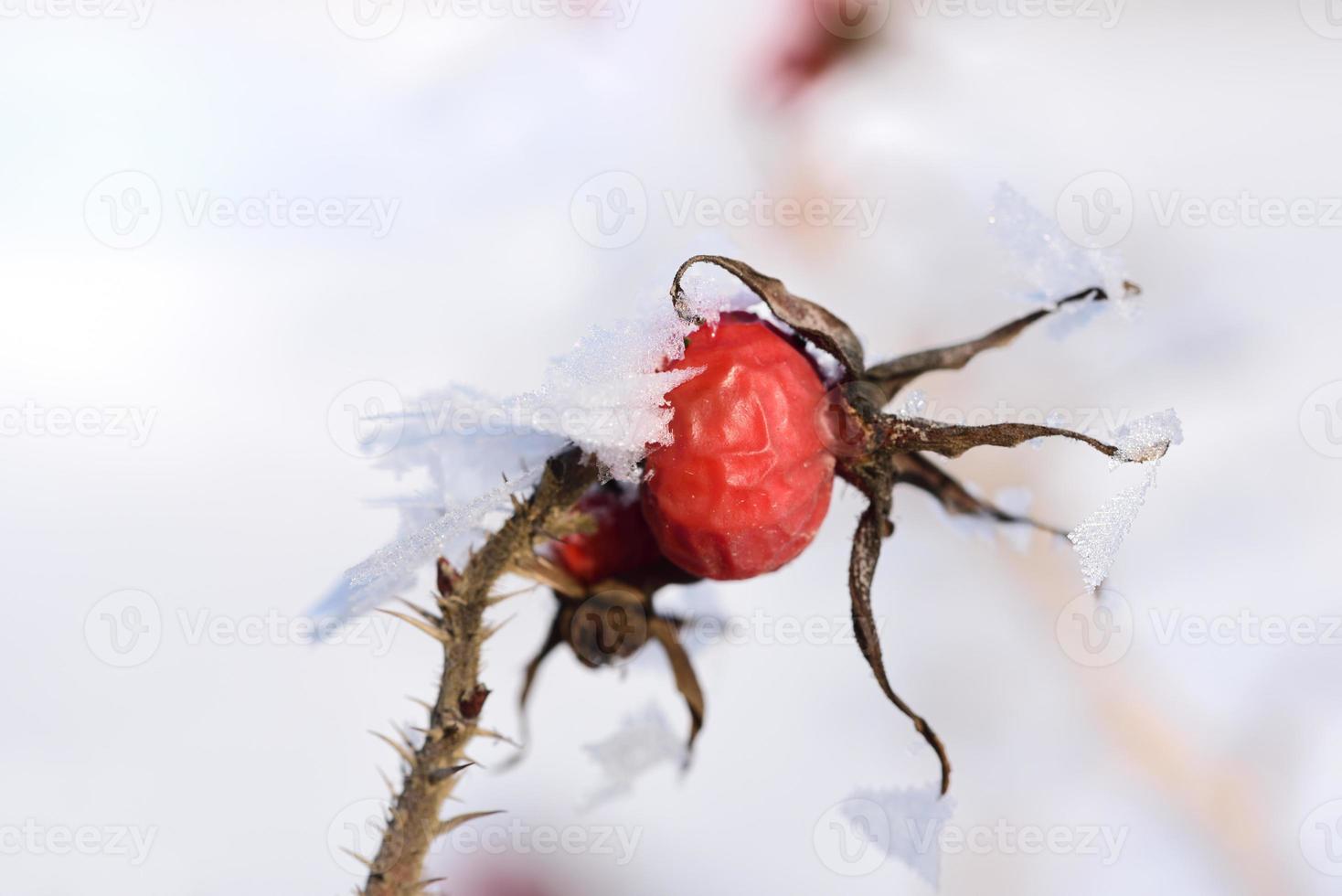 A frozen rose hip in winter is covered with ice crystals, against a white background photo