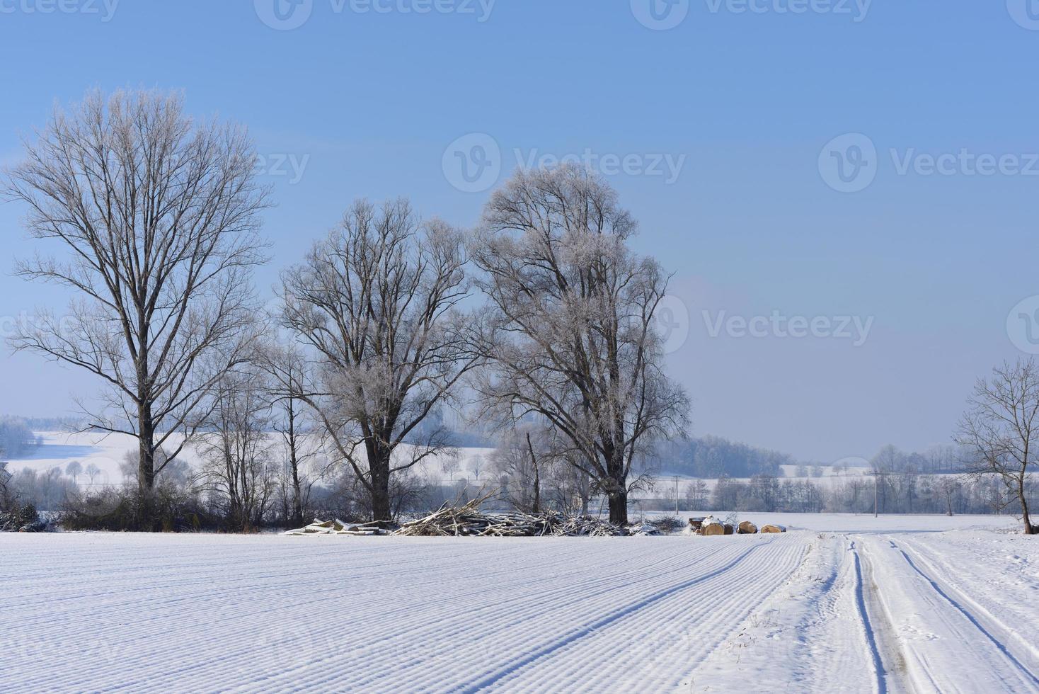 Winter landscape in Bavaria with trees and snow, wide fields covered with snow, in front of a blue sky photo