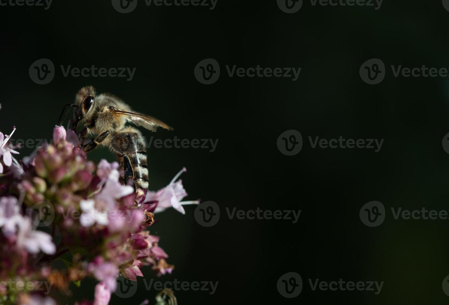 Close up of a small honey bee sitting on small purple wildflowers. The bee sits on the edge. The background is dark. There is space for text. photo