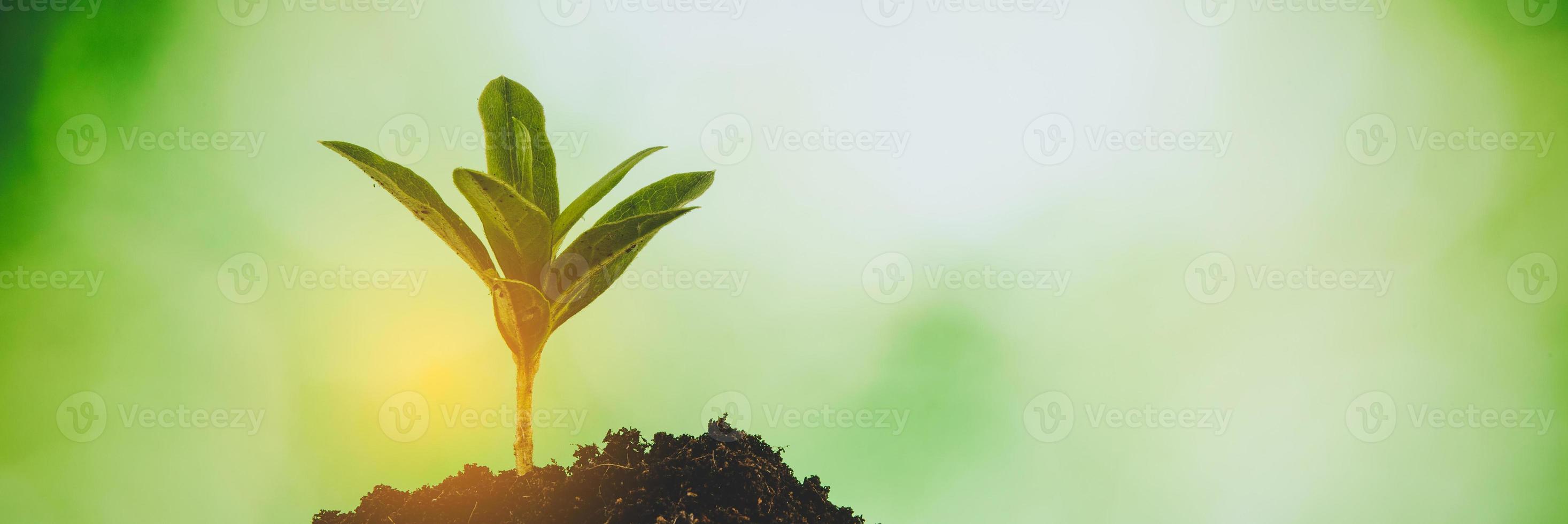 Young small green new life growth on soil in ecology nature. Care plant trees and grow seedlings and protect in garden in earth on world environment day. development environmental-agriculture concept photo