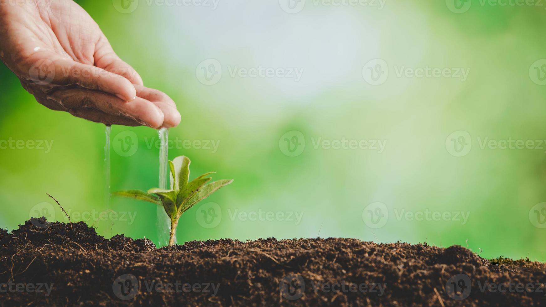 las manos sucias cuidan plantar árboles en la tierra el día mundial del medio ambiente. joven pequeño verde nuevo crecimiento de la vida en el suelo en la naturaleza ecológica. la persona humana cultiva plántulas y protege en el jardín. concepto de agricultura foto