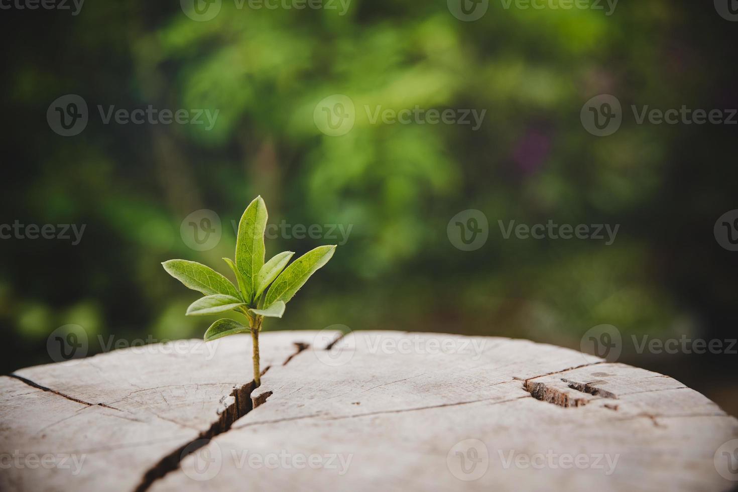 Closeup tree new life growth ring. Strong green plant leaf growing on old wood stump. Hope for a new life in future natural environment, renewal with business development and eco symbolic concept. photo