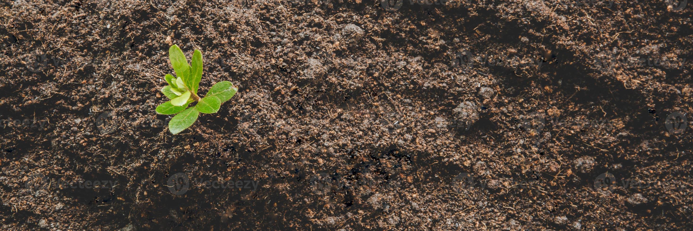 joven pequeño verde nuevo crecimiento de la vida en el suelo en la naturaleza ecológica. cuidar plantar árboles y cultivar plántulas y proteger en el jardín en la tierra en el día mundial del medio ambiente. concepto de agricultura ambiental de desarrollo foto