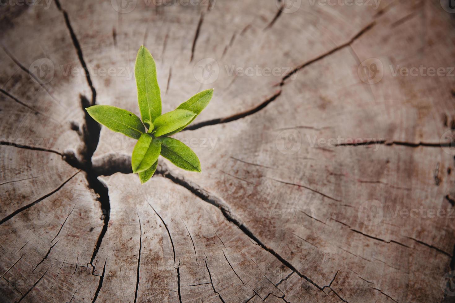 Closeup tree new life growth ring. Strong green plant leaf growing on old wood stump. Hope for a new life in future natural environment, renewal with business development and eco symbolic concept. photo