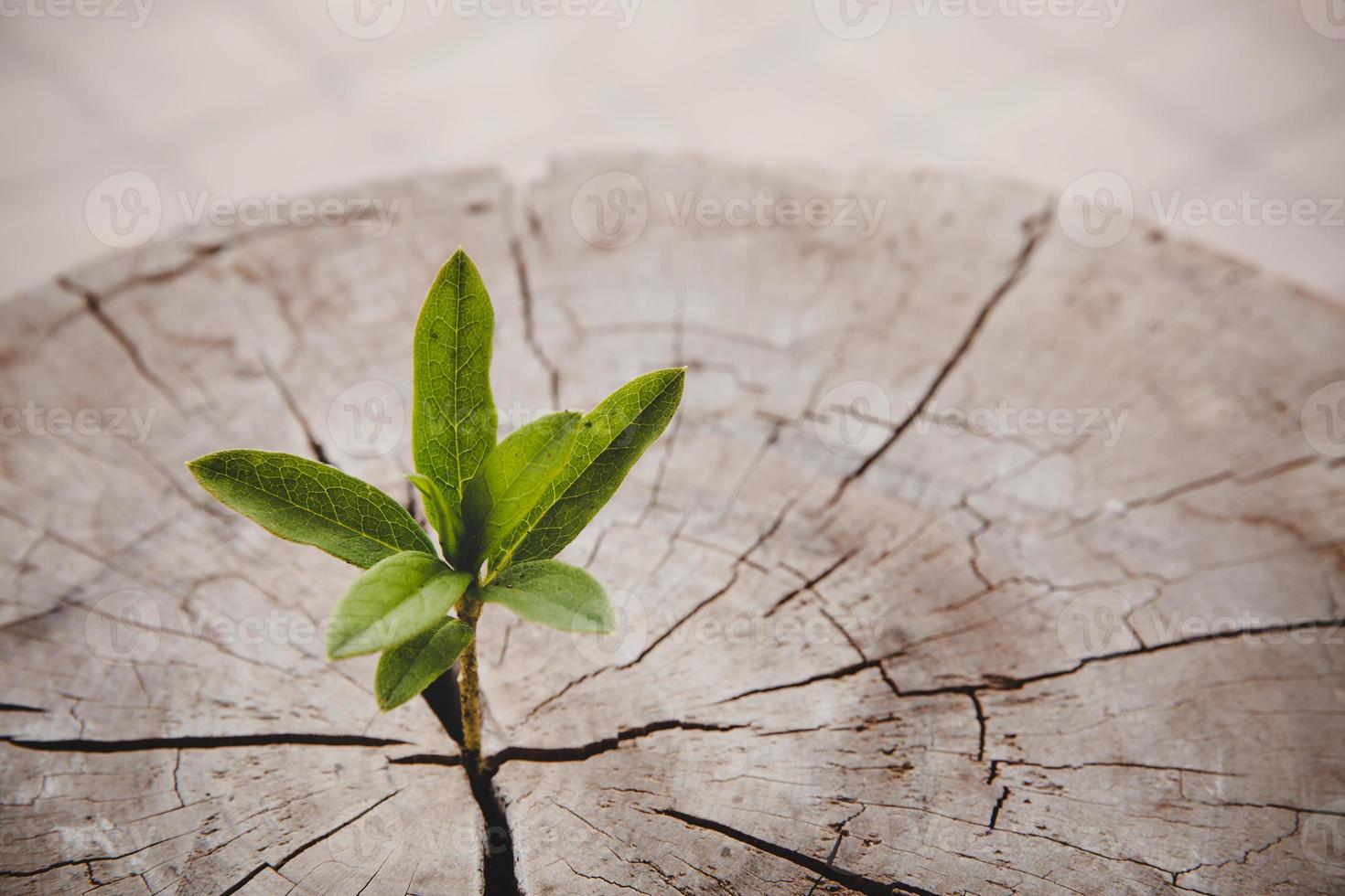 anillo de crecimiento de vida nueva de árbol de primer plano. hoja de planta verde fuerte que crece en un viejo tocón de madera. esperanza de una nueva vida en el futuro entorno natural, renovación con desarrollo empresarial y concepto eco simbólico. foto