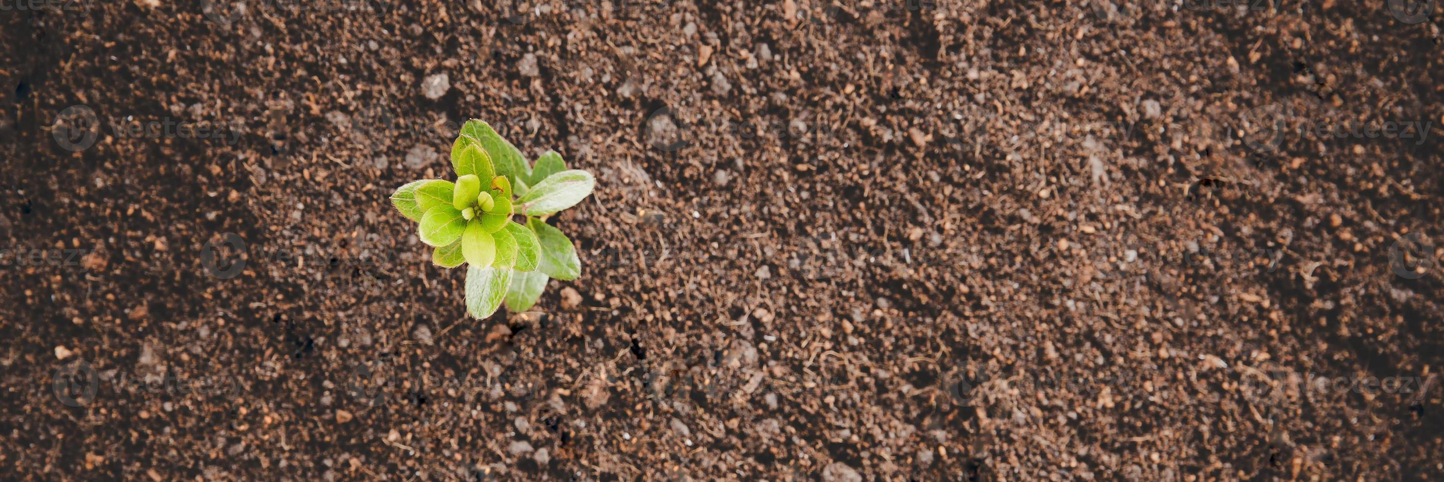 Young small green new life growth on soil in ecology nature. Care plant trees and grow seedlings and protect in garden in earth on world environment day. development environmental-agriculture concept photo