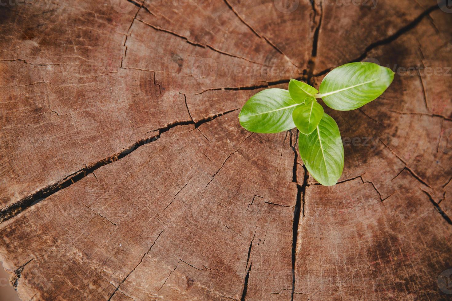 anillo de crecimiento de vida nueva de árbol de primer plano. hoja de planta verde fuerte que crece en un viejo tocón de madera. esperanza de una nueva vida en el futuro entorno natural, renovación con desarrollo empresarial y concepto eco simbólico. foto