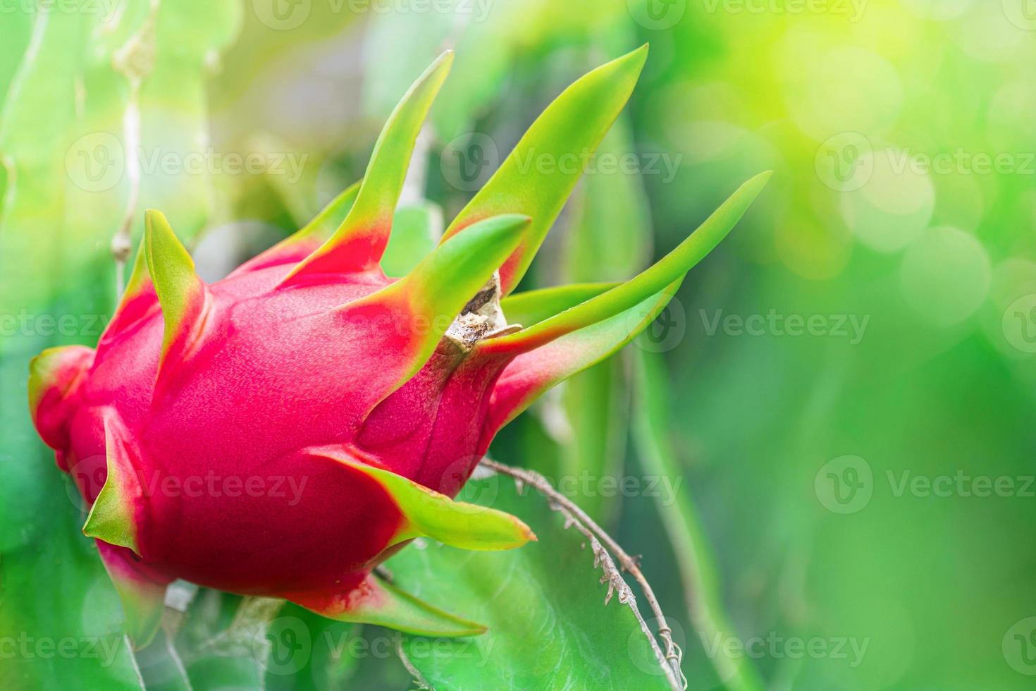 Red dragon fruit with branch on the dragon fruit tree in farm, on green nature blur and bokeh sun light morning background photo