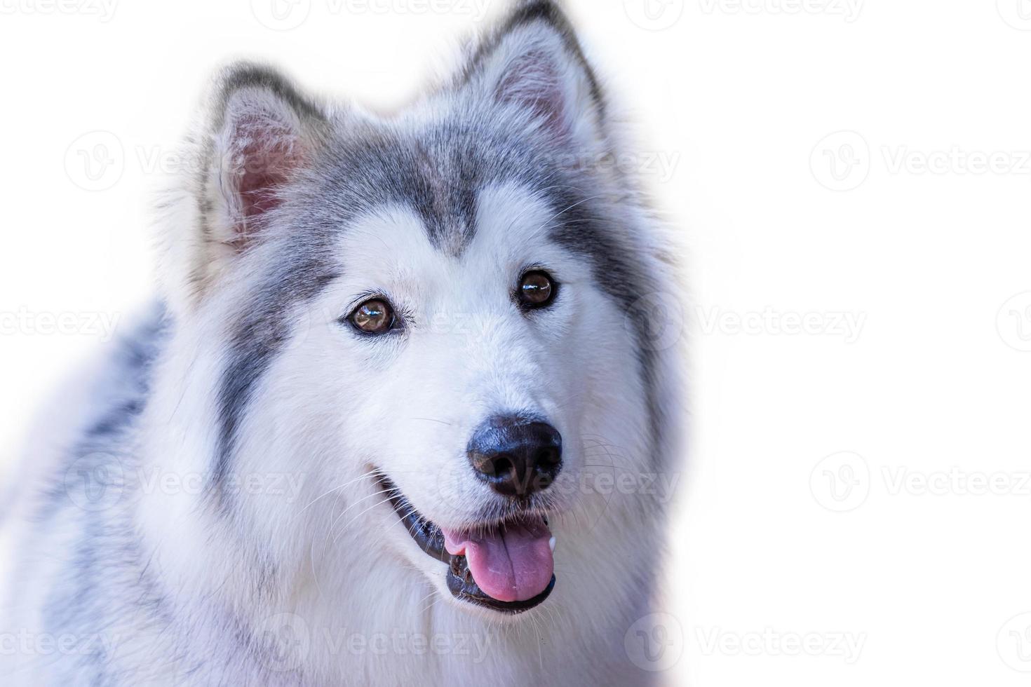 Portrait happy emotion husky dog. Siberian husky gray and white color with brown eyes isolated on white background photo