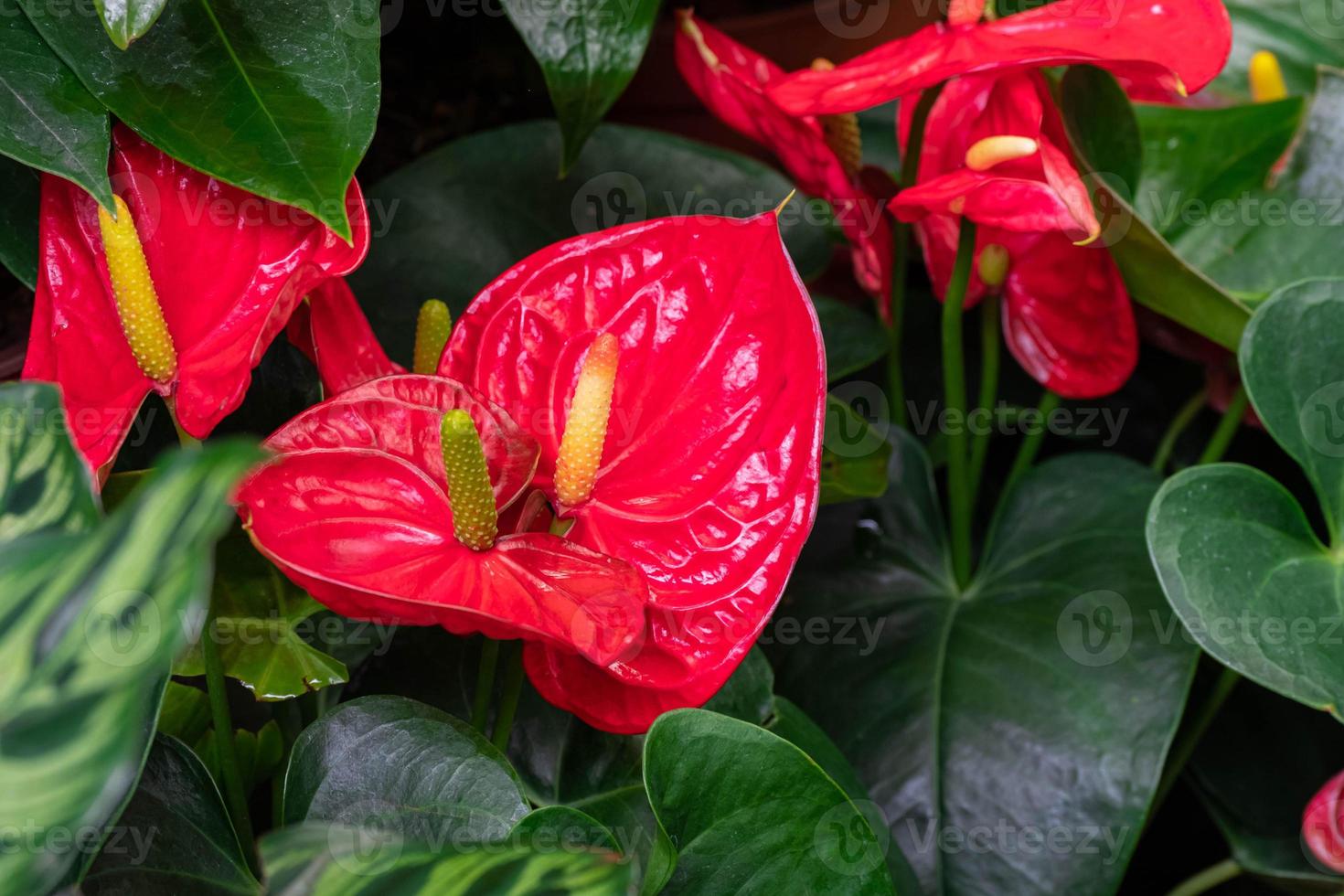 red Anthurium flower in garden at winter or spring day. Beautiful Anthurium flower for postcard beauty and agriculture design. in full bloom in farm, on green nature blur background, macro photo