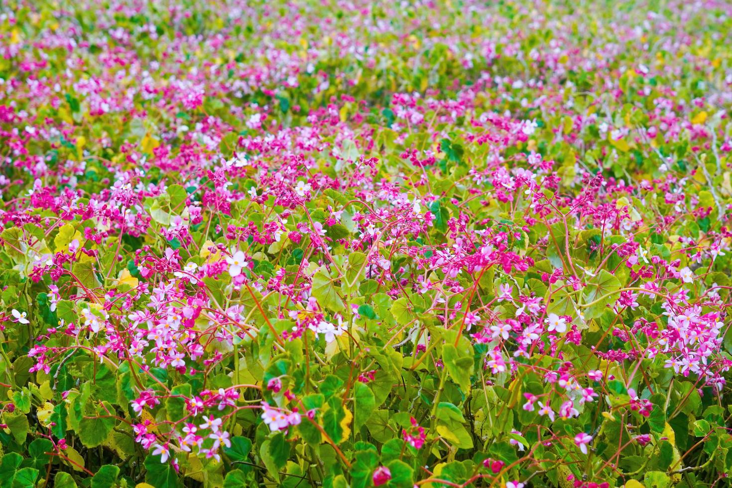 flowers garden park nature background premium photo