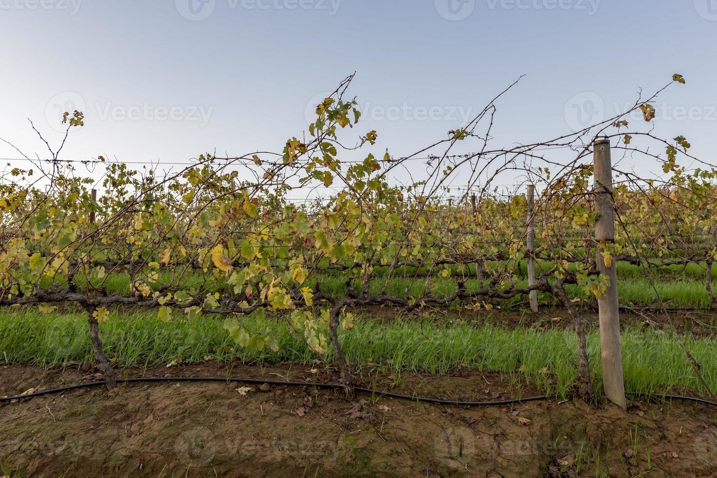 Vineyard in the autumn photo