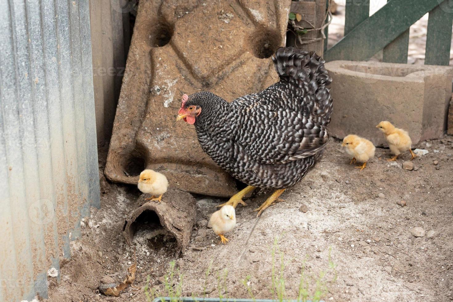 pollo en una jaula con pollitos foto