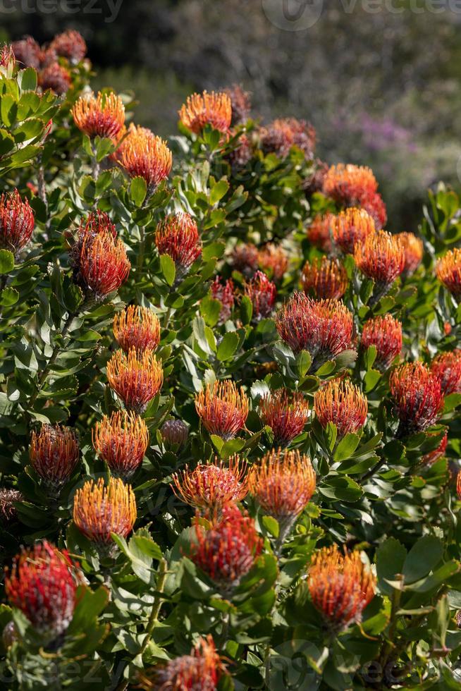 arbusto de proteas foto