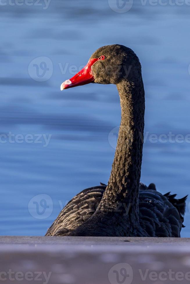Black Swan on a lake photo