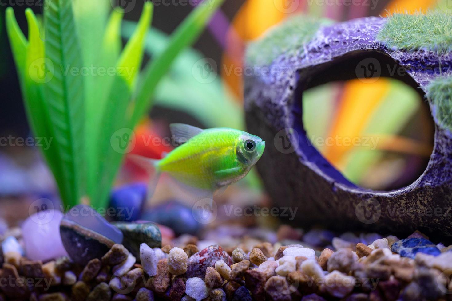 Glowing Tetras in a fish tank photo