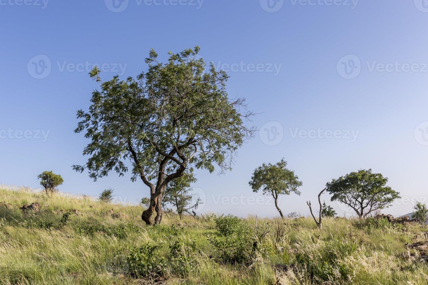 Landscape with trees photo