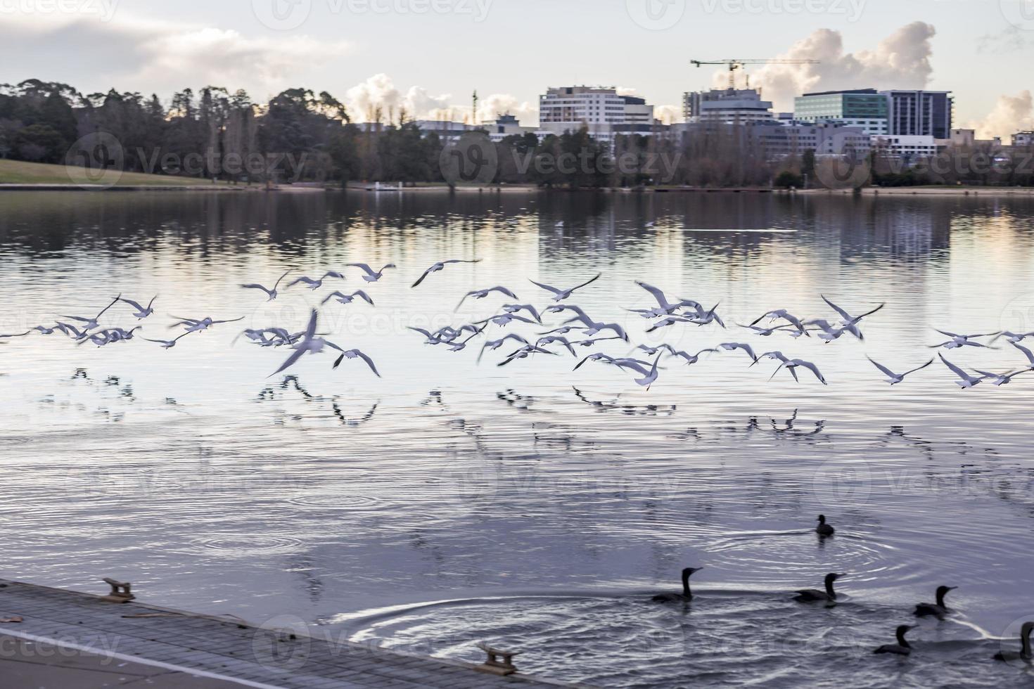 Birds flying over a lake photo