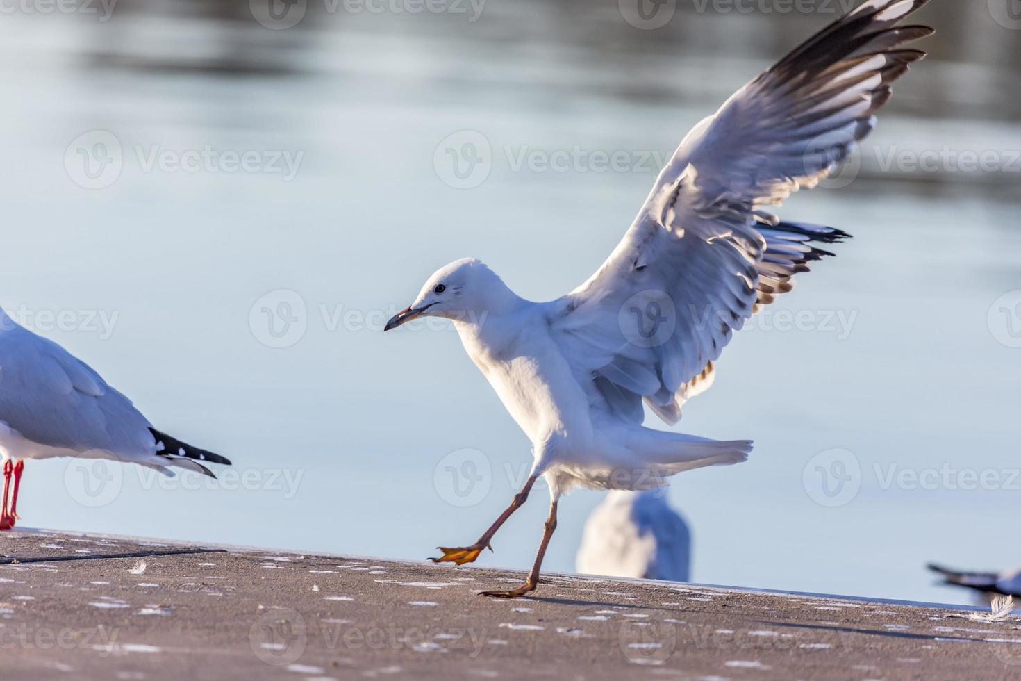 Seagull at a lake photo