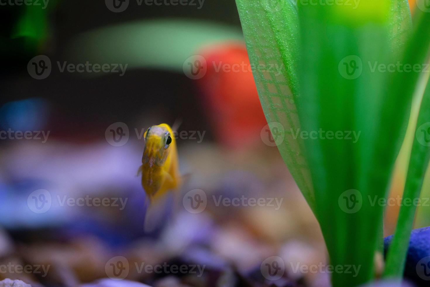 Glowing Tetras in a fish tank photo