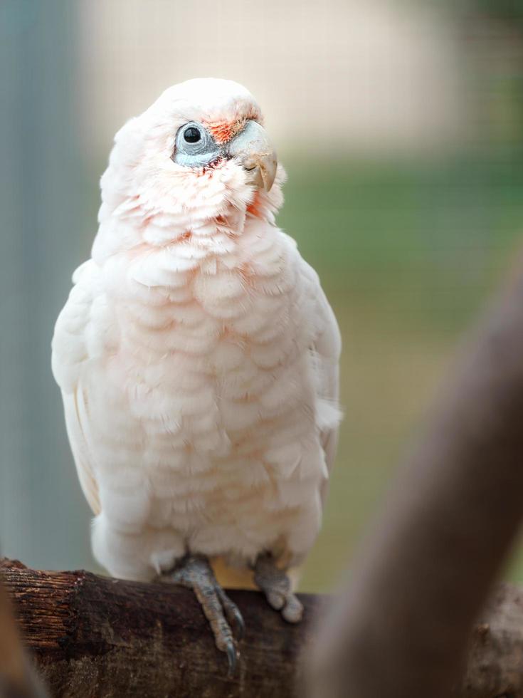 pequeña corella en la rama foto