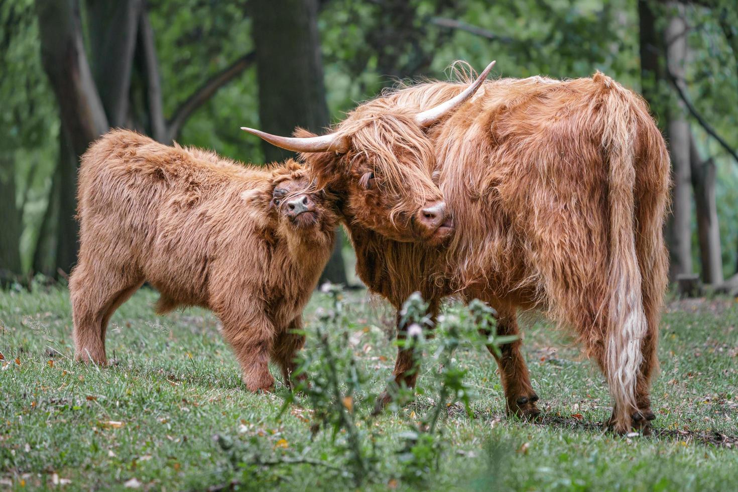 Highland ganado en pradera foto