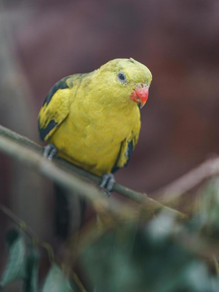 Regent parrot in zoo photo