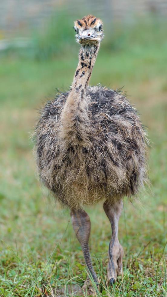 Common ostrich in zoo photo