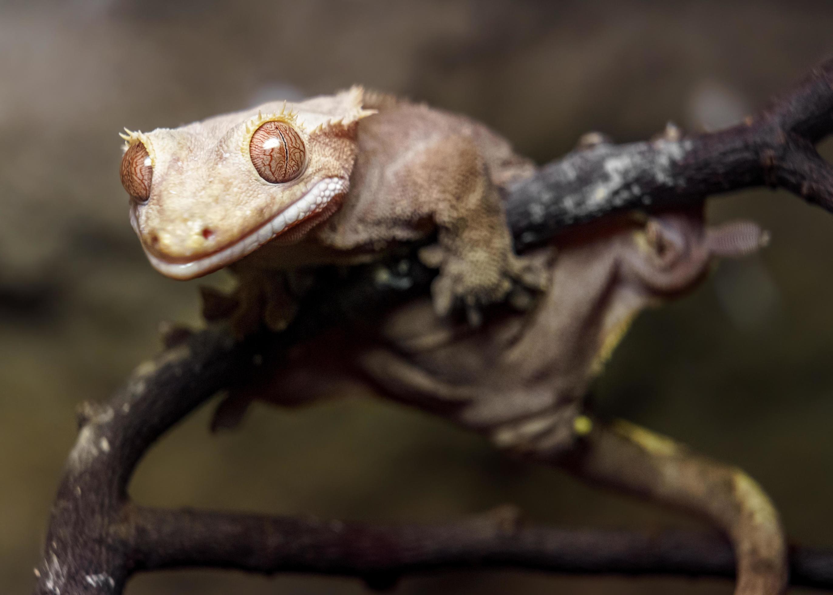 Crested gecko on branch 11249793 Stock Photo at Vecteezy