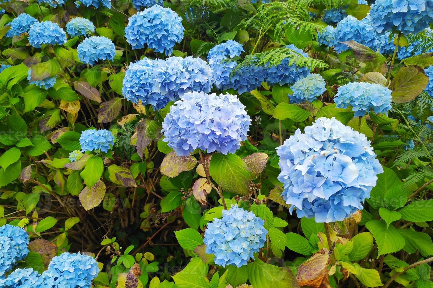 Close up on blue Hydrangea photo