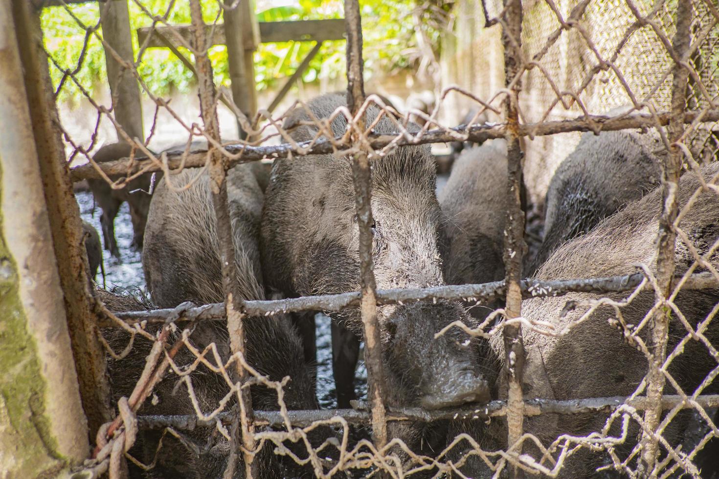 Close up Group of Wild pig behind the metal Cage photo