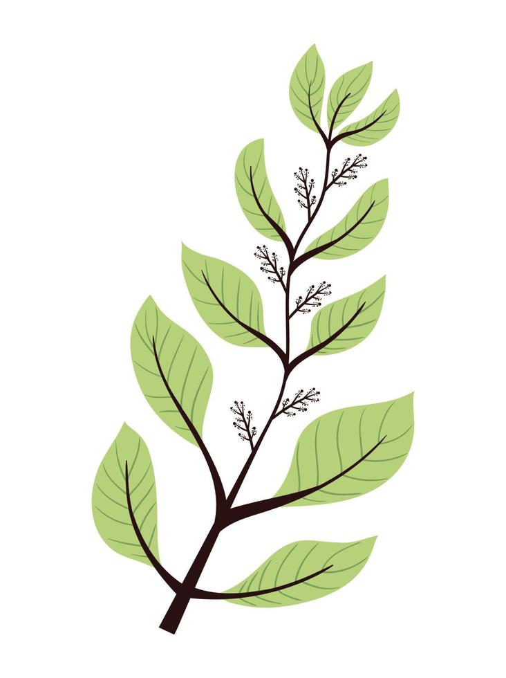branch with green leafs foliage vector
