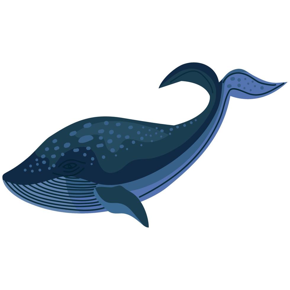 wild whale animal swiming vector