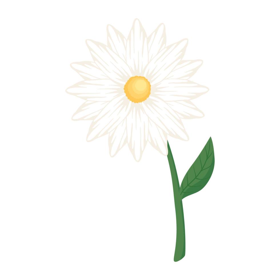 flower daisy with leaf vector